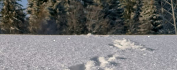 Triberg - Winter 2019